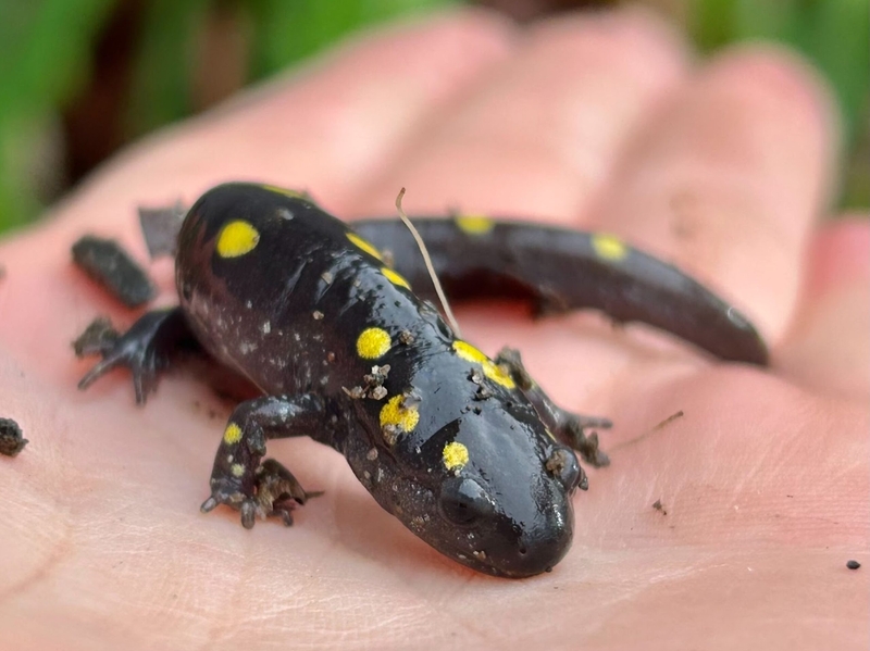 Tunnel crossings eyed as a fix for deadly reptile, amphibian roadkill hotspots