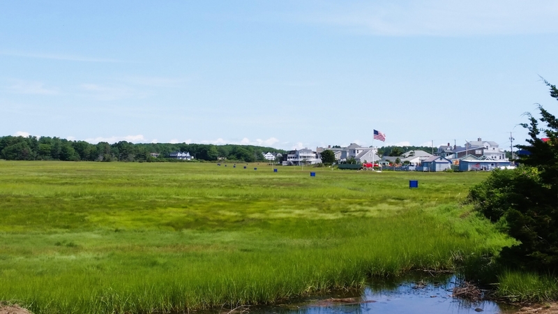Marsh flies swarm your beach day? File a greenhead report.