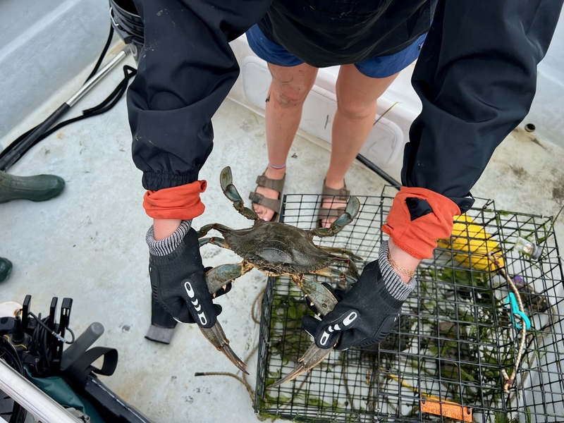 New faces cause a stir in the New Hampshire crustacean community