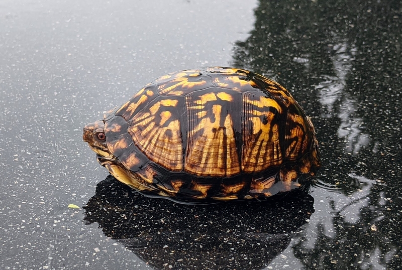 As federal protections shrink, fate of NH wildlife increasingly in state lawmakers’ hands&nbsp;