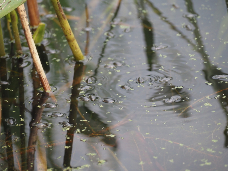 Cyanobacteria, and their toxins, are incredibly diverse. How can risk be measured?&nbsp;