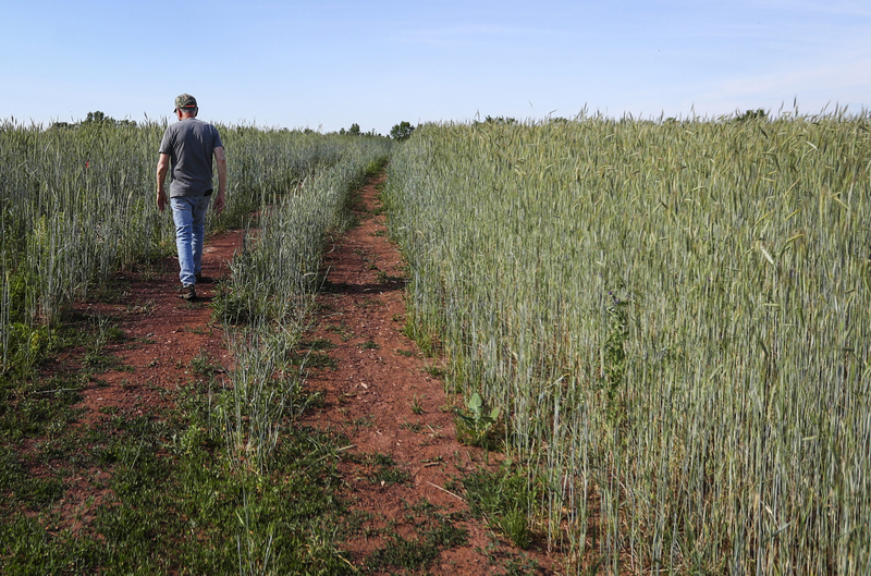 Farmers hope to make New Jersey the hazelnut capital of America