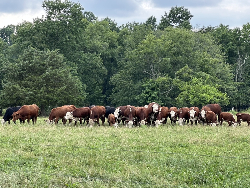 Warren County eyes slaughterhouse as solution for NJ’s road-weary livestock farmers