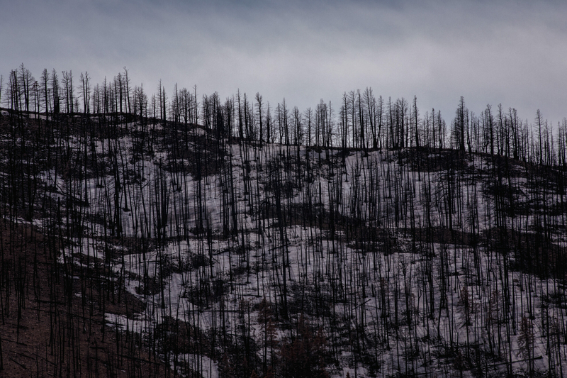 Trees charred by the Hermit’s Peak and Calf Canyon fire cover Holman Hill