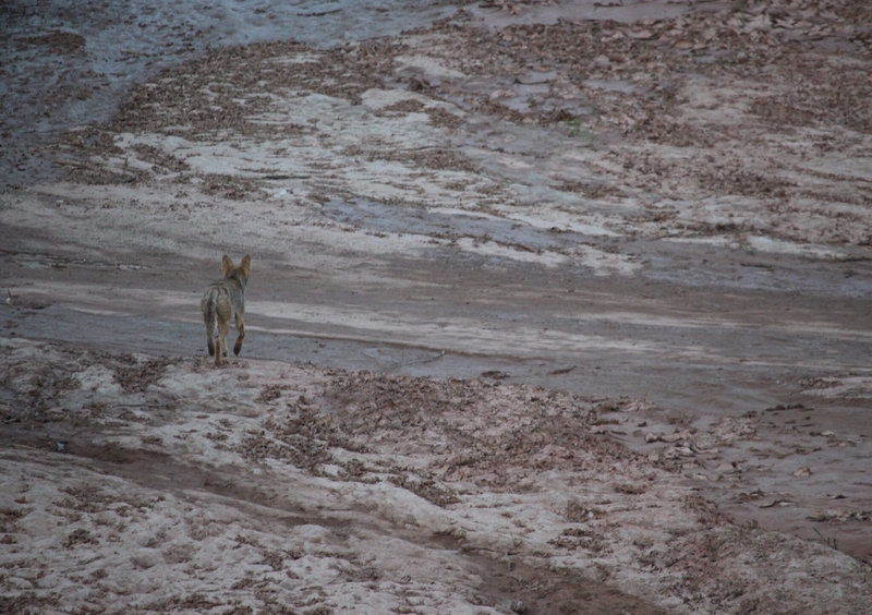 Climate change, overuse send the Middle Rio Grande into ‘dire’ situation