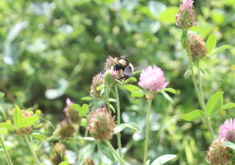Bugging out: New Mexico insects face significant declines