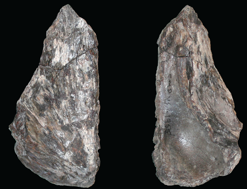 New Mexico scientists announce discovery of&nbsp; ‘beefy’ new bird-like dinosaur in San Juan County
