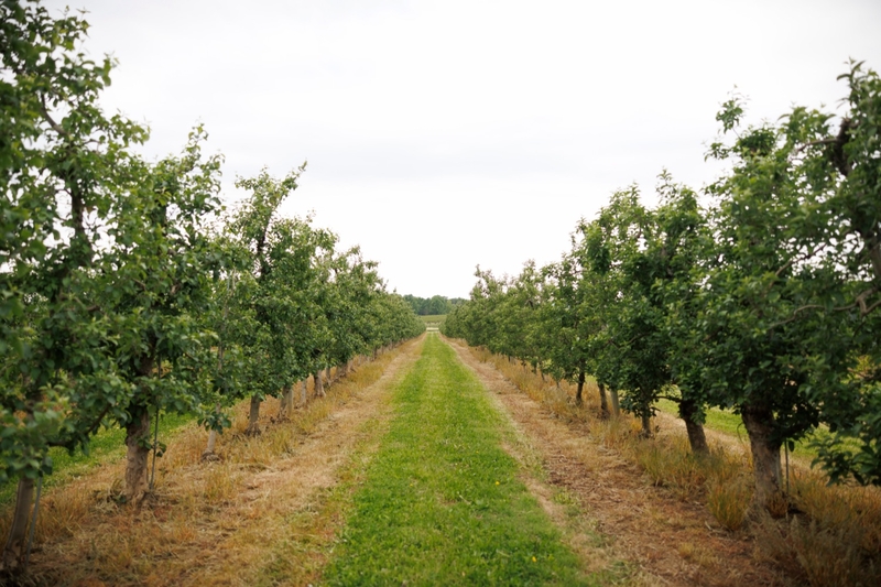 Rollins signs disaster declaration to provide relief for Pa. fruit growers following freeze