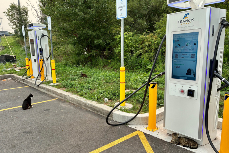 Cats lounge on the pavement in front of an EV charging station near Bedford, Pa. (Photo by Kyle Bagenstose/Inside Climate News)