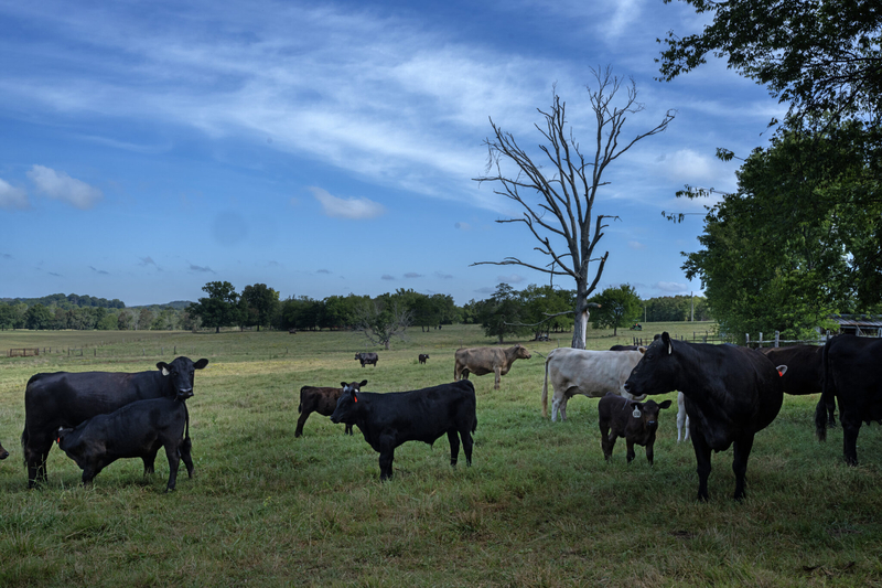 Tennessee cattlemen brace for beef market unrest after Trump announced tariff-free imports