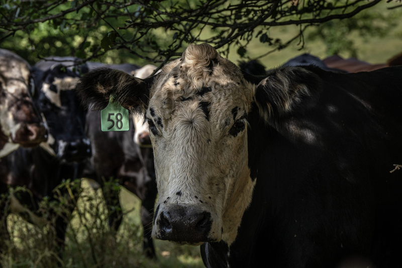 Tennessee cattlemen brace for beef market unrest after Trump announced tariff-free imports