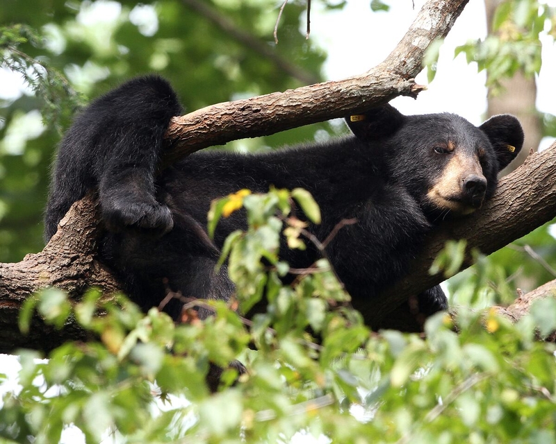 A black bear lounges on a tree branch.