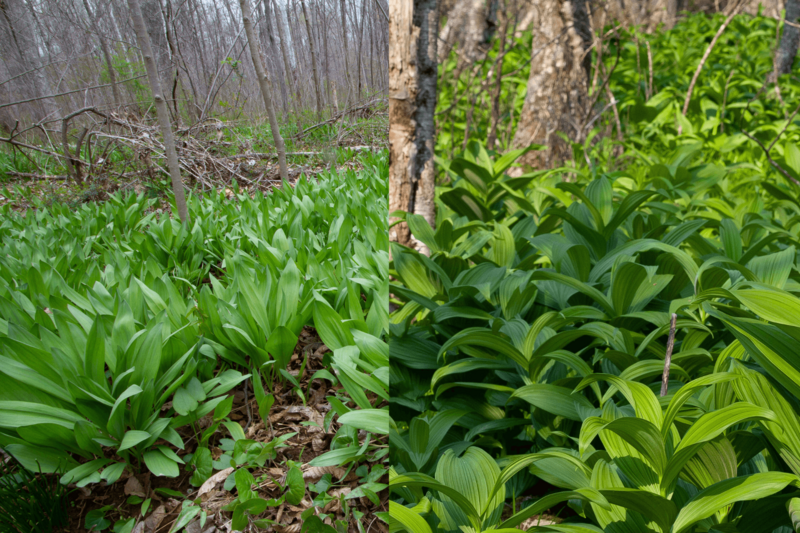 Poison Ramp More Virginians are foraging for ramps. Many are poisoning themselves ...