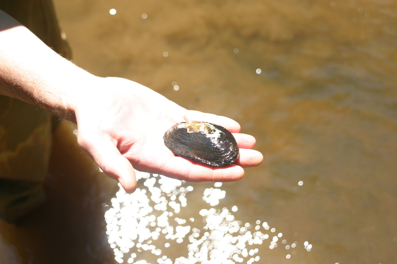 After Ashland dam removal, freshwater mussel species reintroduced to South Anna River