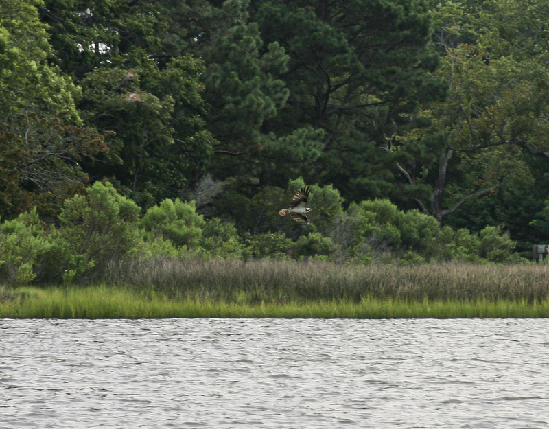Menhaden management board advances addendum with potential cuts to Chesapeake Bay fishery limits