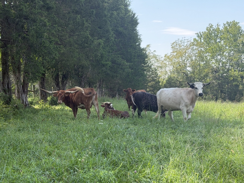 ‘Priceless to me’: Valley Link transmission line threatens generational farm in Orange County