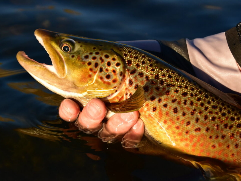 Non-native brown trout found in Flathead watershed