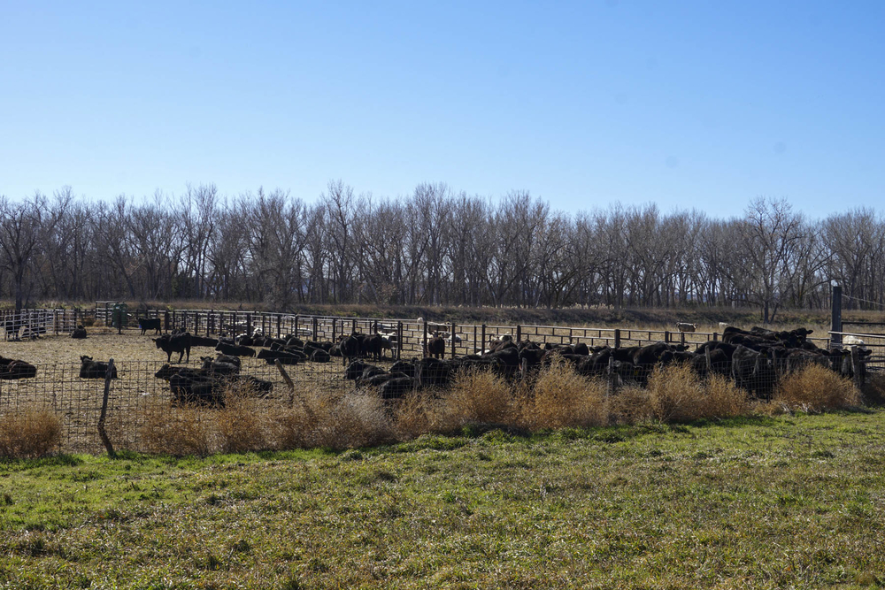Nebraska Sandhills ranch draws record sale price, shifts to Texas ...