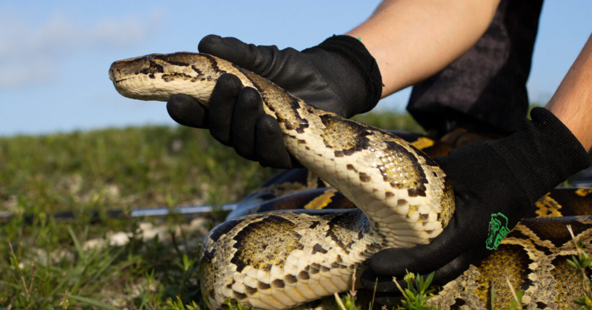 DeSantis: Python removal tripled since partnering with leather company ...
