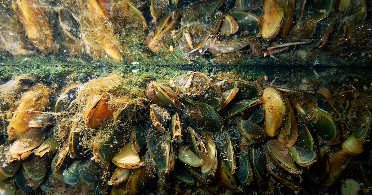 ‘Emerging threat’: An invasive species is upending life in the Delta ...