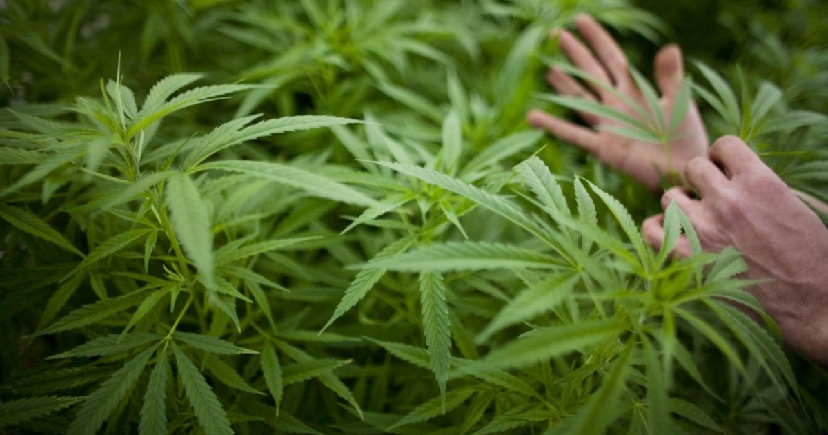 go to https: Images High Quality Grahic GOP leader says KY agencies that go along with medical cannabis order ...