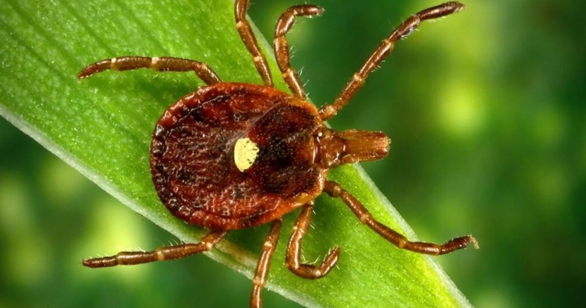 The tick timebomb | News From The States