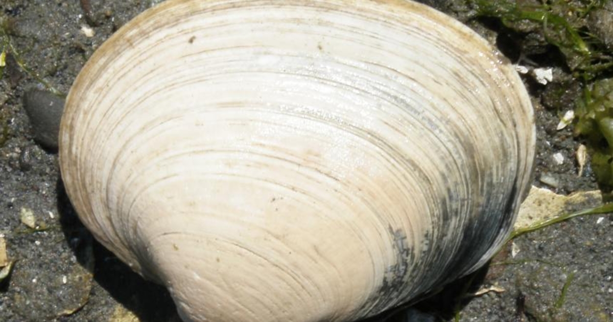 Among butter clams, which pose toxin dangers to Alaska harvesters, size ...