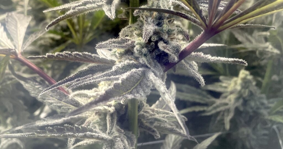 Audit finds flaws with Colorado’s marijuana testing framework | News ...