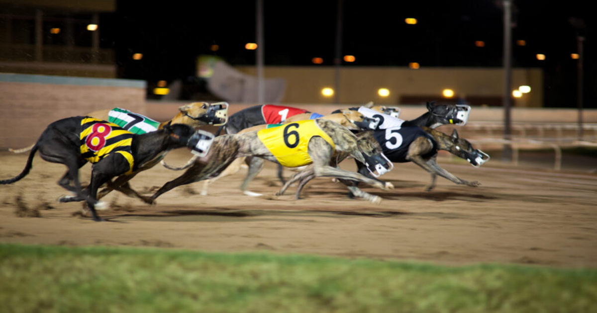Betting on dog racing may finally run its course in Rhode Island | News ...