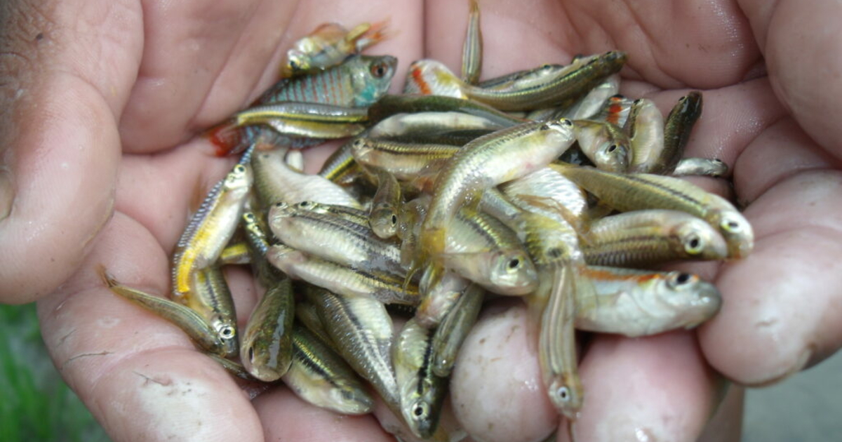 Fish Hunger The 2021 World Food Prize recognizes that fish are key for reducing ...