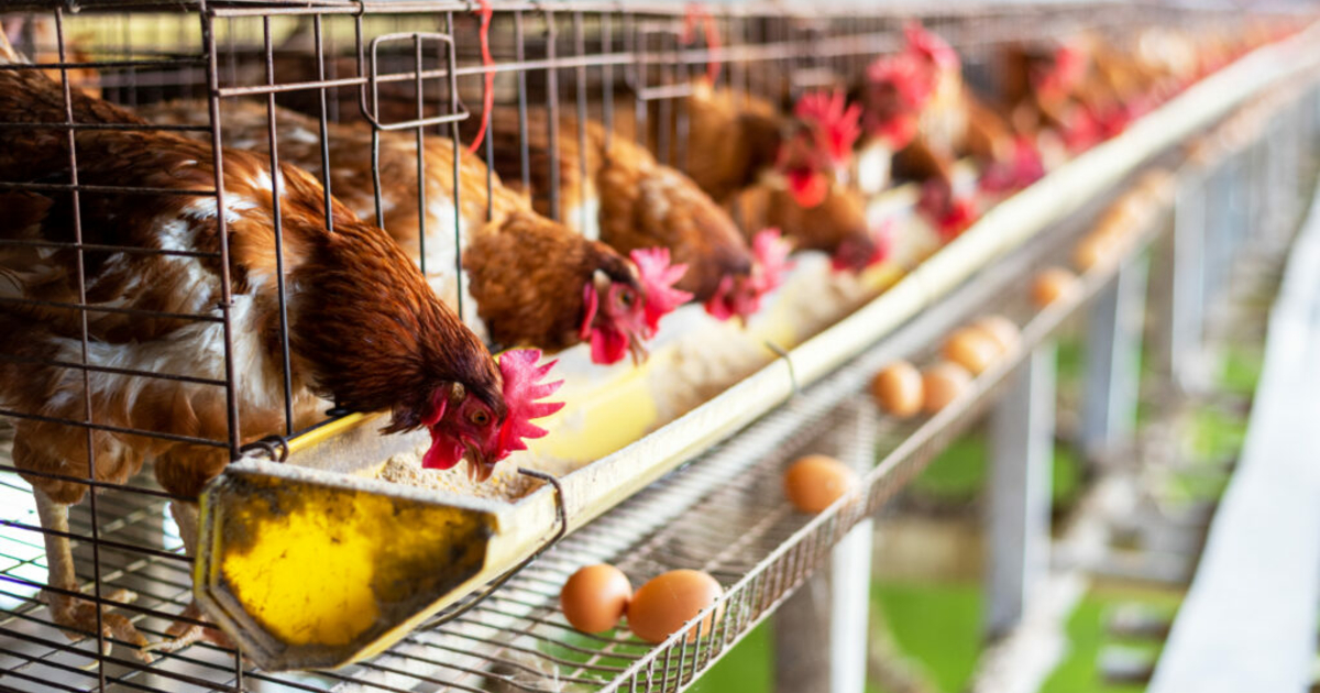 Bird flu strikes southwest Iowa facility with 1.2 million chickens ...