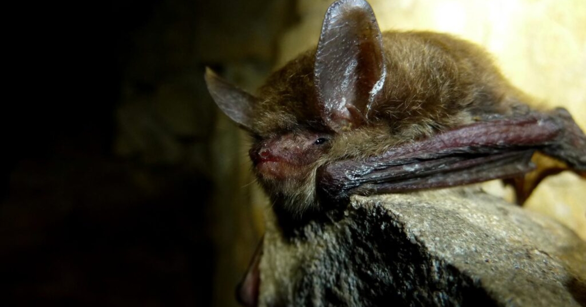Learn about Iowa bats during international Bat Week | News From The States