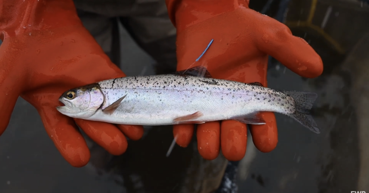 CSKT issues a fish consumption warning for three rivers | News From The ...
