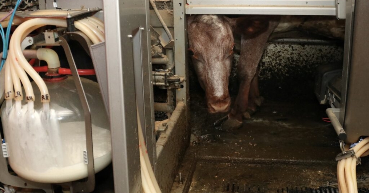 In New Hampshire, families who rely on SNAP may go hungry. Others will ...