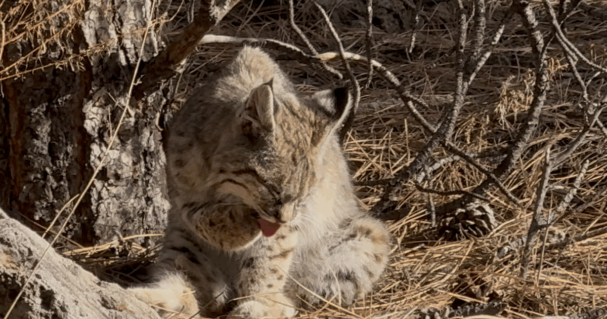 State advises caution following reports of aggressive wildlife | News ...