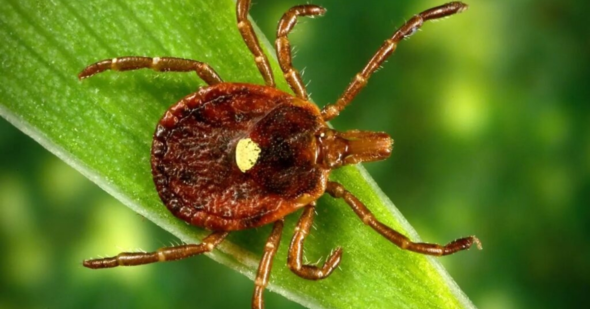 house-gop-lawmakers-explore-increased-public-health-reporting-for-tick