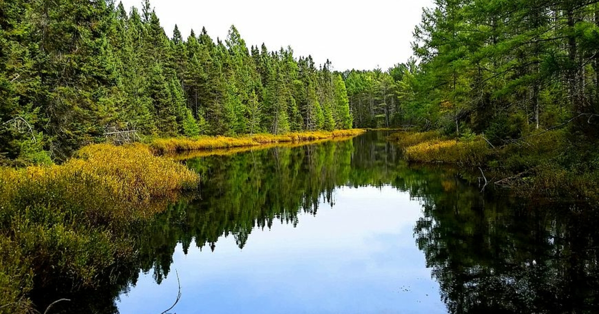 Altering Forests Climate, earthworms and deer overpopulation alter northern forests ...